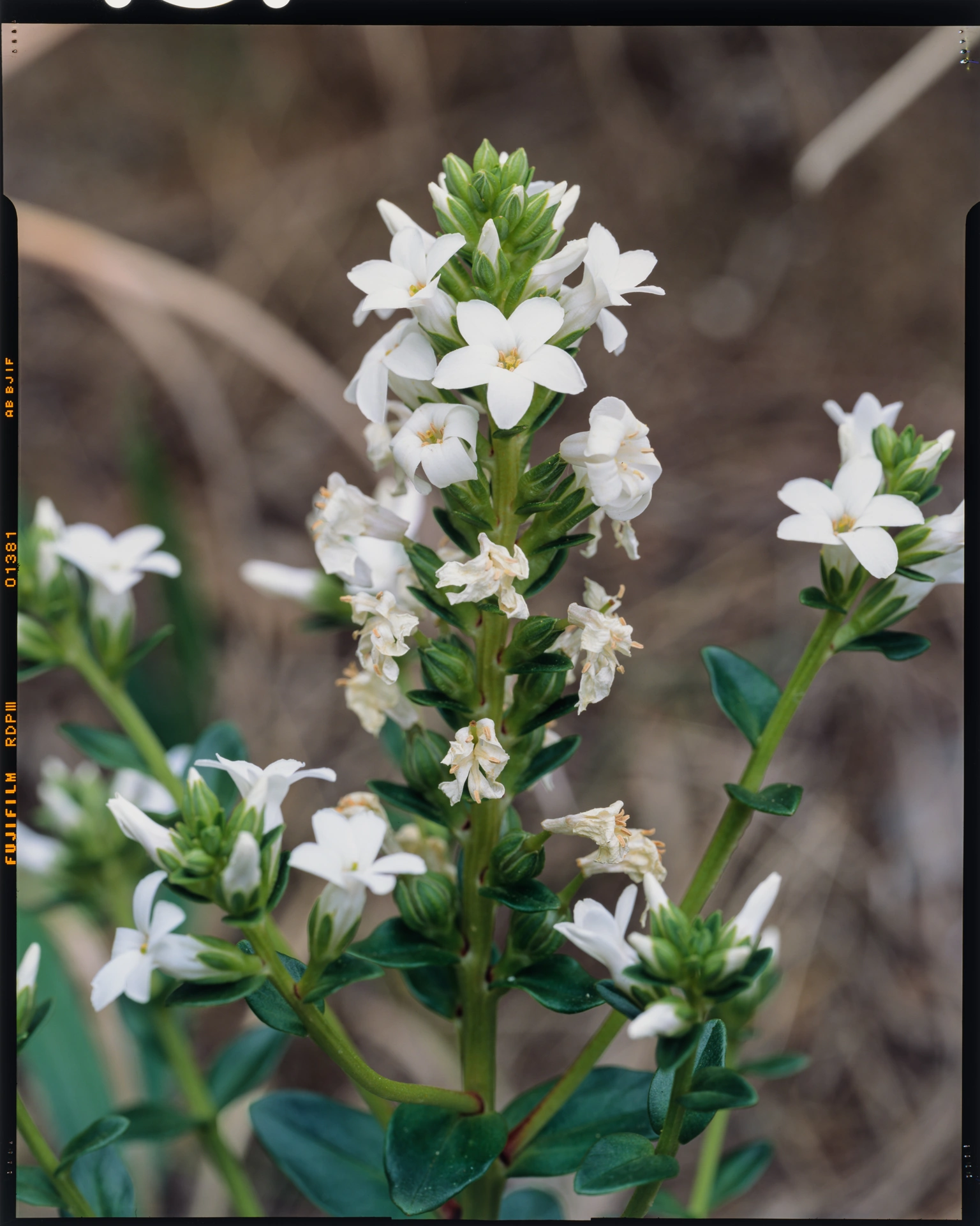 Lysimachia mauritiana var. rubida